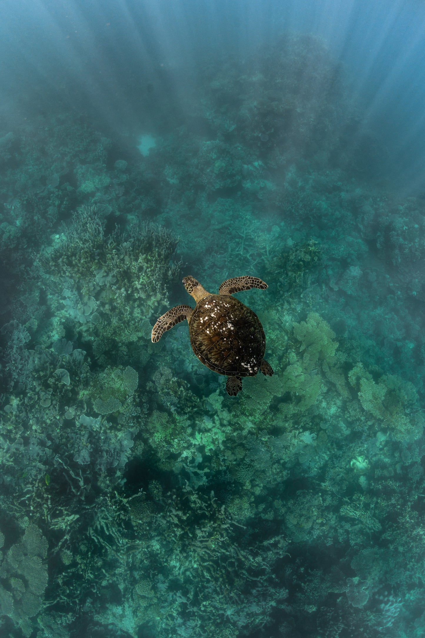 Sea, Surf & Snorkel in Indo - 23 June to 3 July